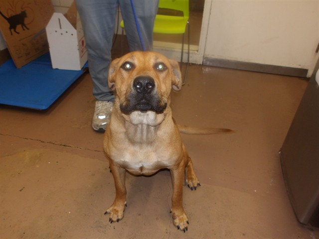 German Shepherd Dog at Chicago Animal Care and Control