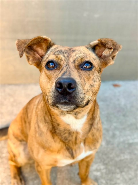 Tiger Lilly, adoptable dog at Chicago Animal Care and Control