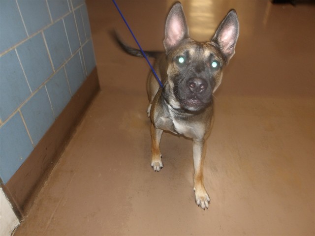 German Shepherd Dog at Chicago Animal Care and Control