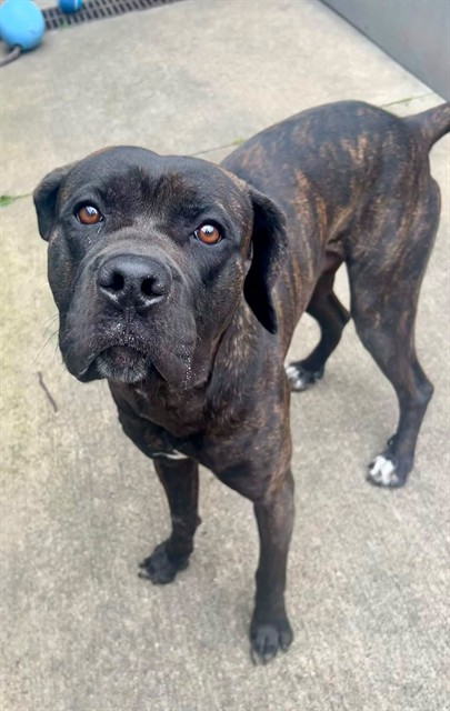 Cassian, adoptable Mastiff at Chicago Animal Care and Control