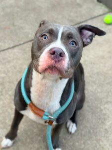 Lunaria, adoptable American Pit Bull Terrier at Chicago Animal Care and Control