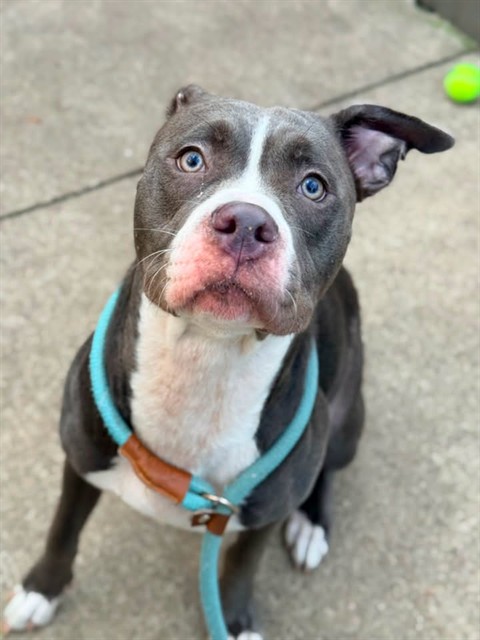 Lunaria at Chicago Animal Care and Control