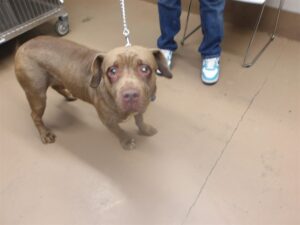 Chantelle, adoptable Labrador Retriever at Chicago Animal Care and Control