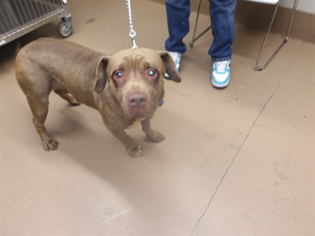 Chantelle at Chicago Animal Care and Control