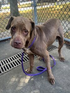 Chantelle, adoptable Labrador Retriever at Chicago Animal Care and Control