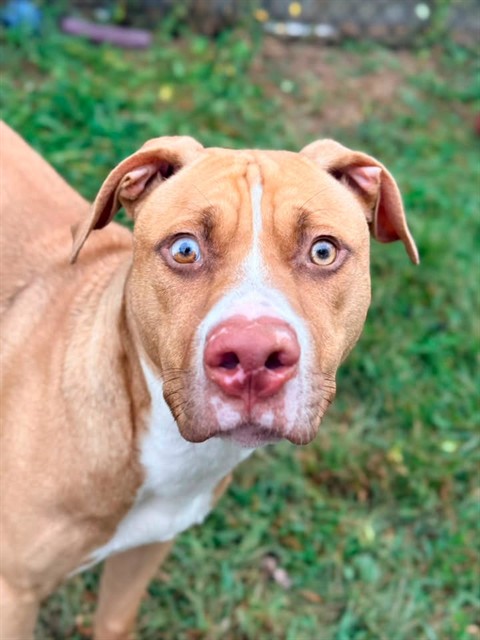 Accordion, adoptable American Pit Bull Terrier at Chicago Animal Care and Control