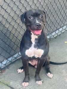 Starlet, adoptable American Pit Bull Terrier at Chicago Animal Care and Control
