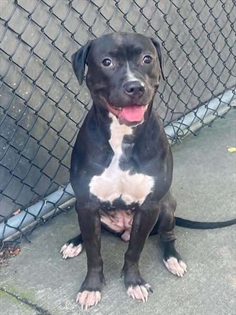 Starlet at Chicago Animal Care and Control