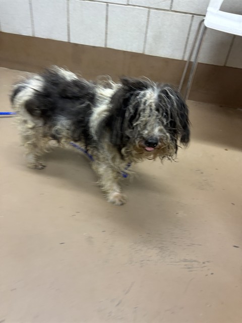 Shih Tzu at Chicago Animal Care and Control