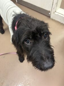 Brownie, adoptable dog at Chicago Animal Care and Control