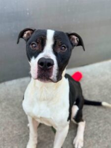 Michelin, adoptable American Pit Bull Terrier at Chicago Animal Care and Control