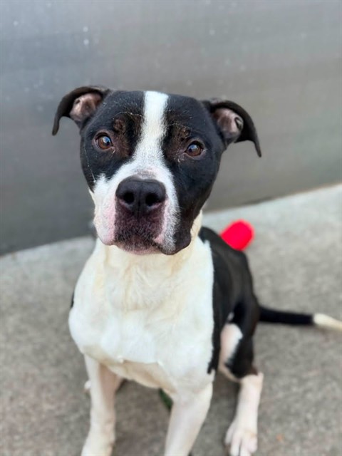Michelin, adoptable American Pit Bull Terrier at Chicago Animal Care and Control