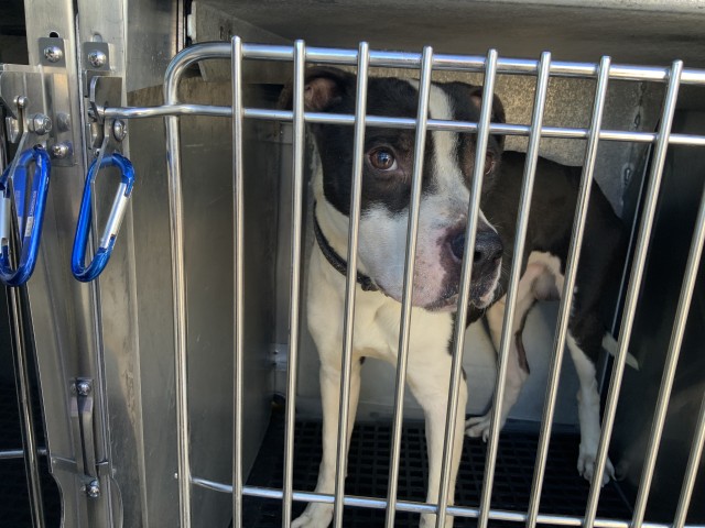 American Pit Bull Terrier at Chicago Animal Care and Control