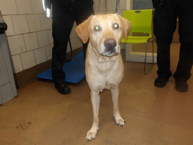 Labrador Retriever at Chicago Animal Care and Control