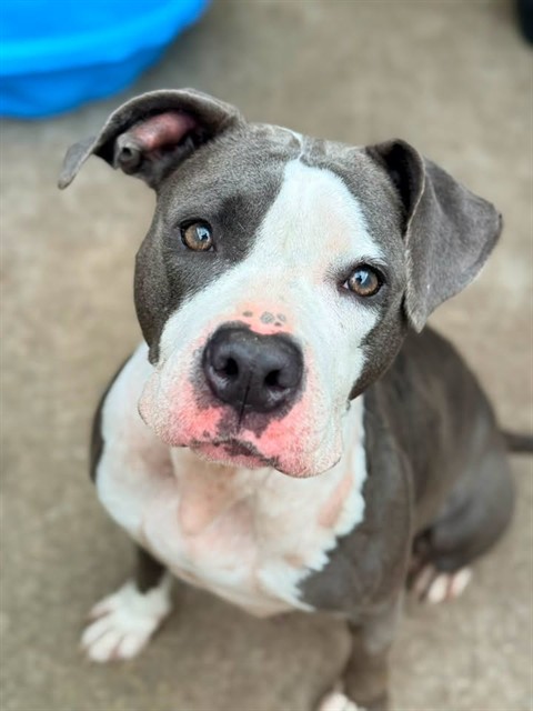 Rainbow Cone, adoptable American Pit Bull Terrier at Chicago Animal Care and Control