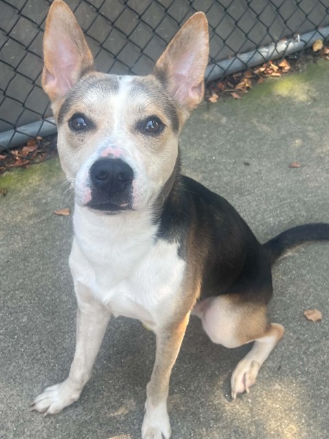 Rudy, adoptable German Shepherd Dog at Chicago Animal Care and Control