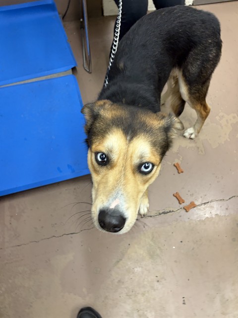 German Shepherd Dog at Chicago Animal Care and Control