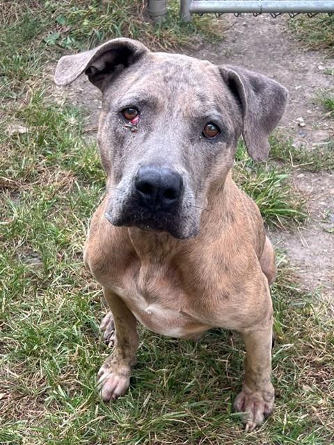 Shelby, adoptable American Staffordshire Terrier at Chicago Animal Care and Control