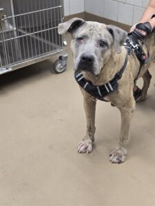 Shelby, adoptable American Staffordshire Terrier at Chicago Animal Care and Control