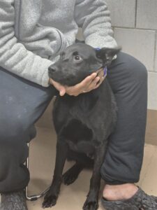 Boone, adoptable German Shepherd Dog at Chicago Animal Care and Control