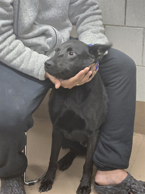 Boone at Chicago Animal Care and Control