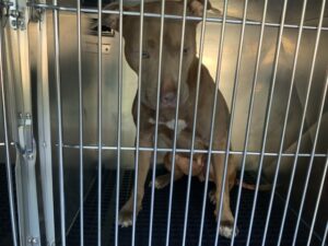 Turquoise, adoptable American Pit Bull Terrier at Chicago Animal Care and Control