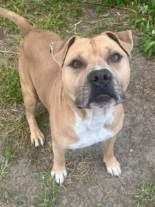 Taco, adoptable American Pit Bull Terrier at Chicago Animal Care and Control