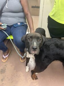 Sir Autumn, adoptable American Pit Bull Terrier at Chicago Animal Care and Control