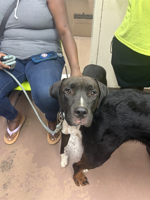 Sir Autumn at Chicago Animal Care and Control