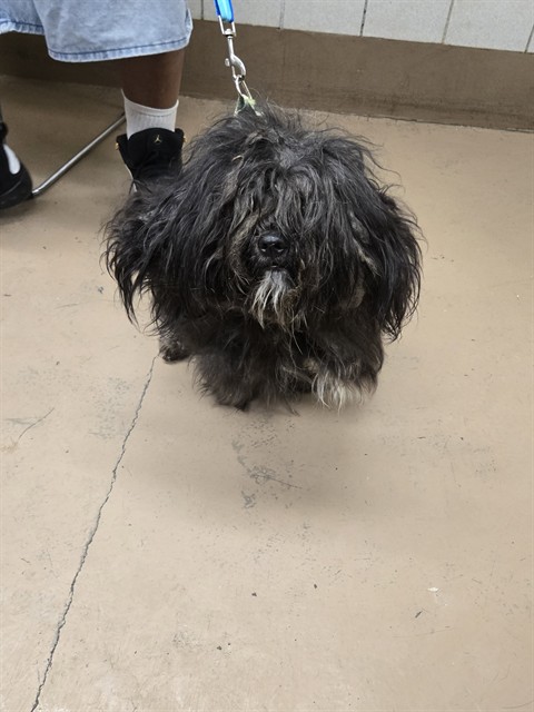 Poodle / Shih Tzu at Chicago Animal Care and Control