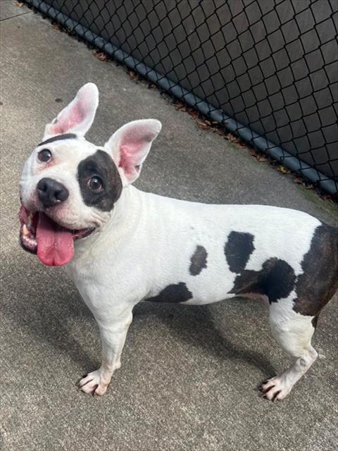 Zaydee, adoptable American Pit Bull Terrier at Chicago Animal Care and Control