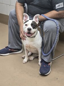 Zaydee, adoptable American Pit Bull Terrier at Chicago Animal Care and Control