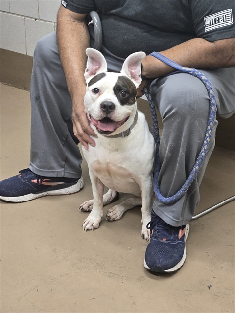 Zaydee at Chicago Animal Care and Control