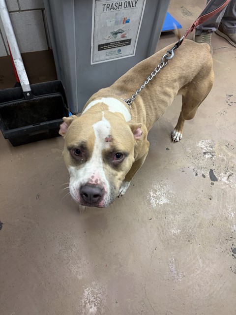 American Pit Bull Terrier at Chicago Animal Care and Control