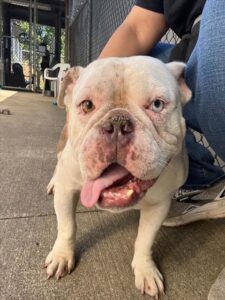 Lois, adoptable American Bulldog / Bulldog at Chicago Animal Care and Control