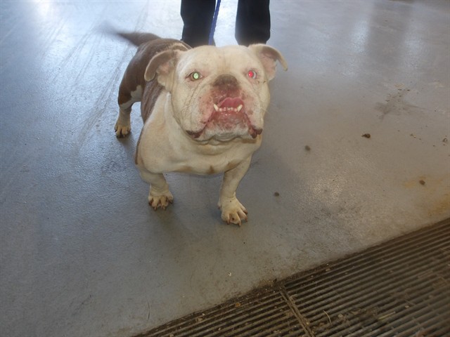 American Bulldog / Bulldog at Chicago Animal Care and Control