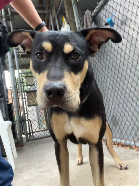 Clellan, adoptable Doberman Pinscher at Chicago Animal Care and Control