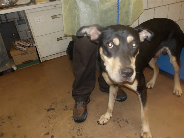 Doberman Pinscher at Chicago Animal Care and Control