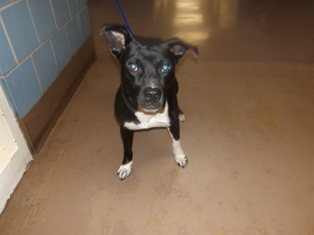 American Pit Bull Terrier at Chicago Animal Care and Control