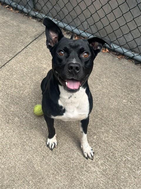 Fulton, adoptable American Pit Bull Terrier at Chicago Animal Care and Control