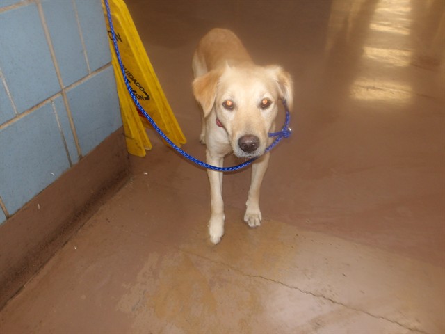 Cocker Spaniel at Chicago Animal Care and Control