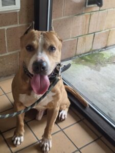 Stefano, adoptable American Pit Bull Terrier at Chicago Animal Care and Control