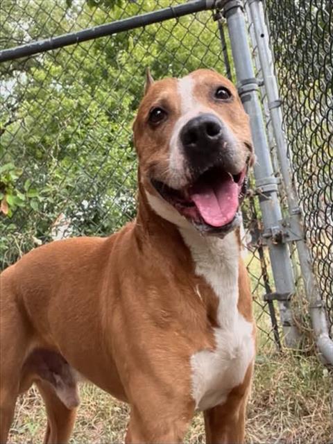 Stefano, adoptable American Pit Bull Terrier at Chicago Animal Care and Control