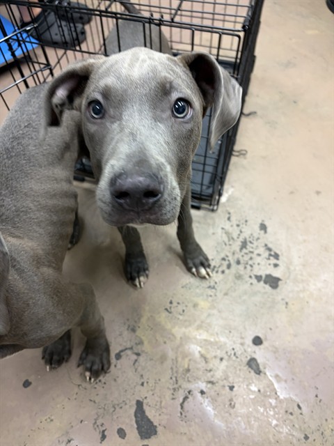 American Pit Bull Terrier at Chicago Animal Care and Control