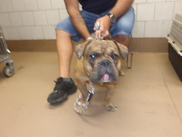 Jerry at Chicago Animal Care and Control