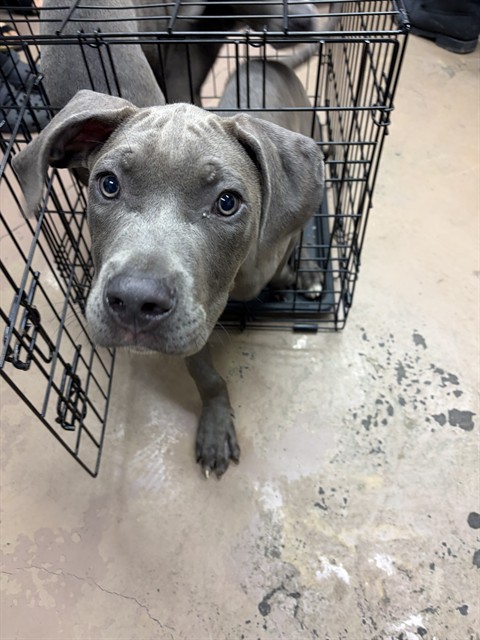 American Pit Bull Terrier at Chicago Animal Care and Control