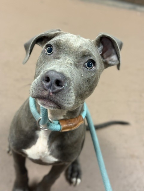 Risley, adoptable American Pit Bull Terrier at Chicago Animal Care and Control