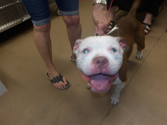 American Pit Bull Terrier at Chicago Animal Care and Control