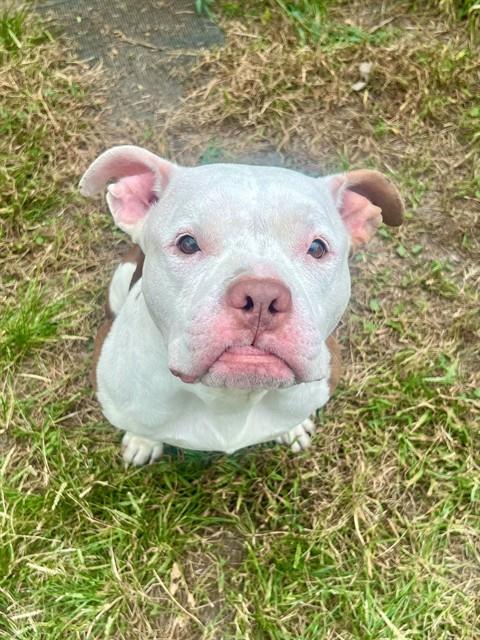 Quinly, adoptable American Pit Bull Terrier at Chicago Animal Care and Control