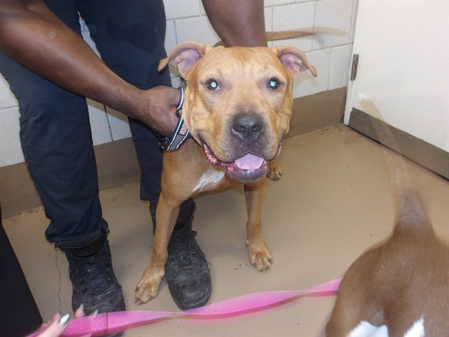 American Pit Bull Terrier at Chicago Animal Care and Control